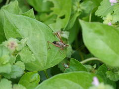 Conocephalus semivittatus
