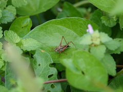 Conocephalus semivittatus