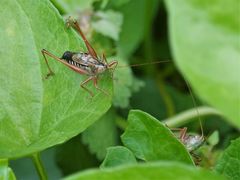 Conocephalus semivittatus