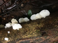 Favolaschia pustulosa