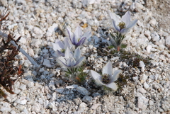 Pulsatilla magadanensis