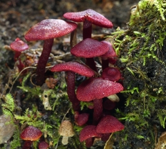 Cortinarius vinicolor