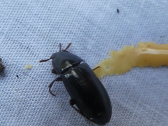 Uloma tenebrionoides