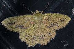 Herochroma viridaria