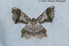 Krananda oliveomarginata