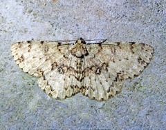 Ophthalmitis