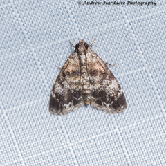 Salma ridiculalis