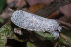 Calliteara axutha