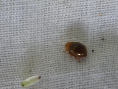 Adoxellus flavihirtus