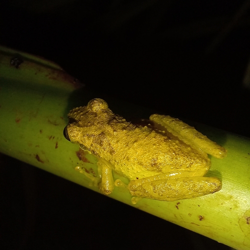 Santo Andre Snouted Treefrog, Ololygon rizibilis