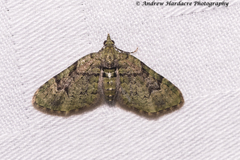 Chloroclystis conversa