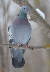 Columba livia