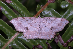Calletaera subexpressa