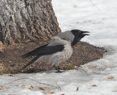 Corvus cornix