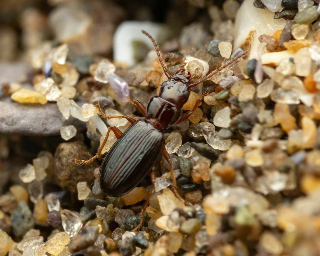 Ground beetle