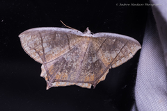 Thinopteryx nebulosa