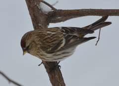 Acanthis flammea