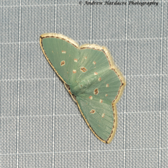Comostola meritaria