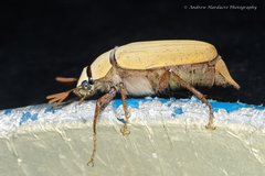 Cyphochilus apicalis