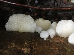 Favolaschia pustulosa
