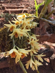 Dendrobium heterocarpum