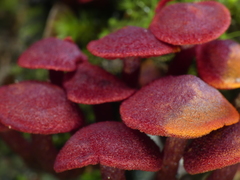 Cortinarius vinicolor