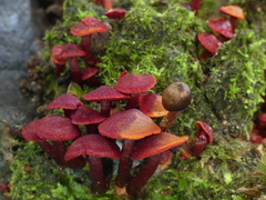 Cortinarius vinicolor