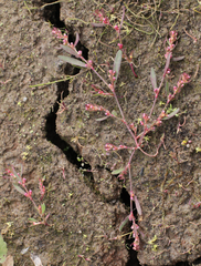 Polygonum volchovense