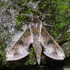Rhagastis albomarginata