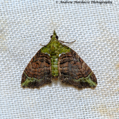 Eupithecia chlorophora