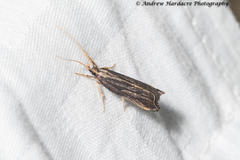 Antiochtha pycnotarsa