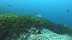 Carpophyllum plumosum