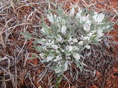 Astragalus gilviflorus
