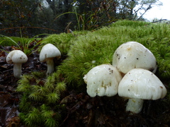 Cortinarius alboaggregatus