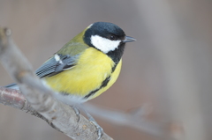 Parus major