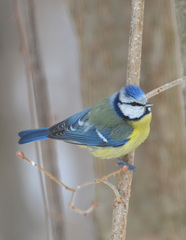 Cyanistes caeruleus