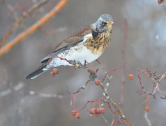 Turdus pilaris