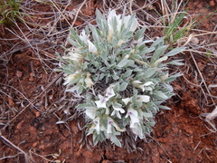 Astragalus gilviflorus