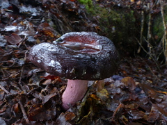 Russula macrocystidiata