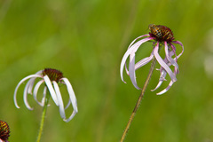 Echinacea sanguinea