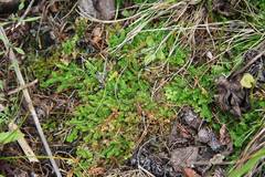 Selaginella helvetica