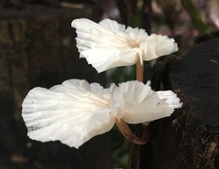 Paramarasmius palmivorus