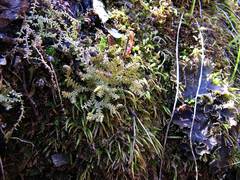 Selaginella helvetica