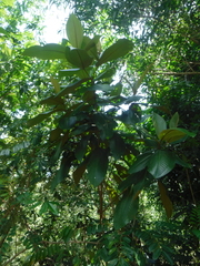 Miconia impetiolaris