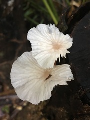 Paramarasmius palmivorus