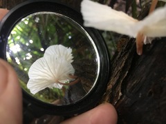 Paramarasmius palmivorus