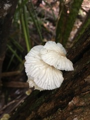Paramarasmius palmivorus