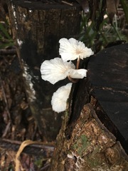 Paramarasmius palmivorus