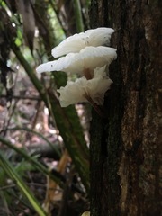 Paramarasmius palmivorus