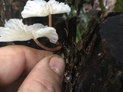 Paramarasmius palmivorus